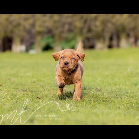 Labrador Retriever - Both