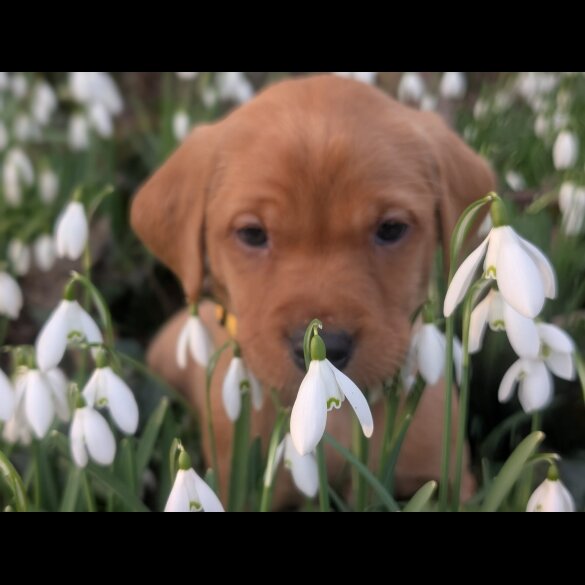 Labrador Retriever - Both