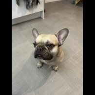 French Bulldog