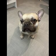 French Bulldog