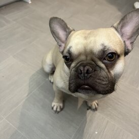 French Bulldog