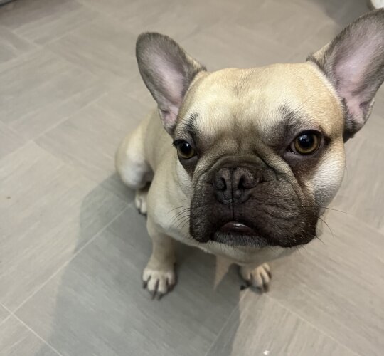 French Bulldog