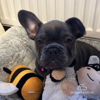 French Bulldog - Both