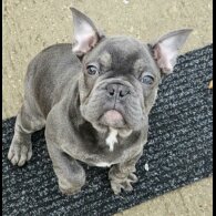 French Bulldog - Both