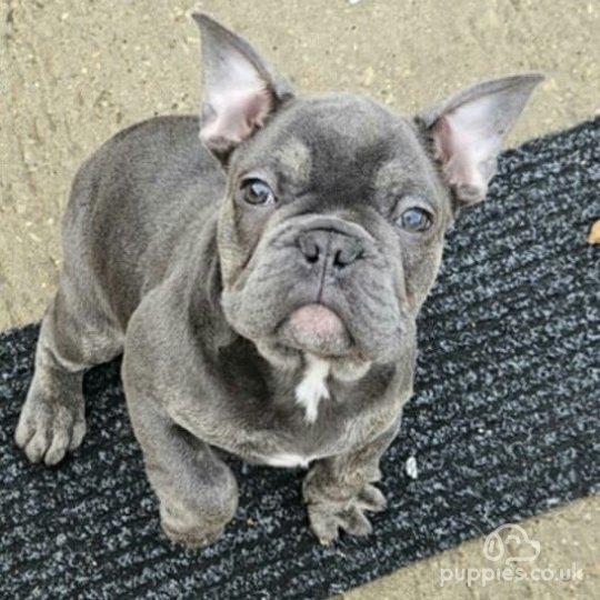 French Bulldog - Both