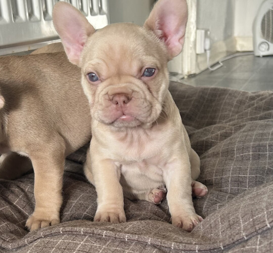 French Bulldog