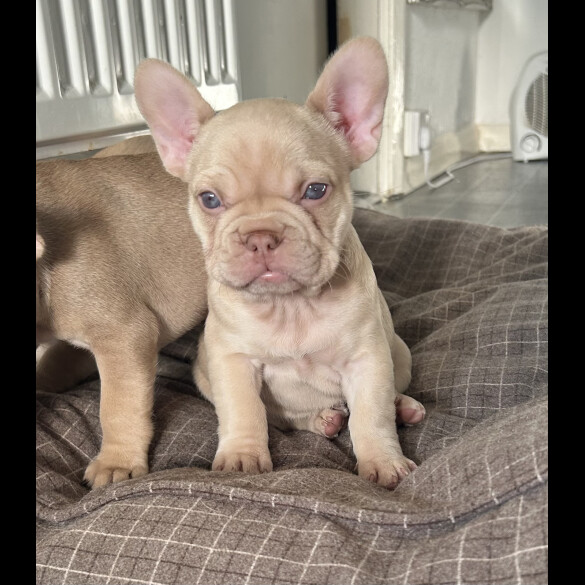 French Bulldog - Bitches