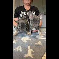 French Bulldog - Dogs