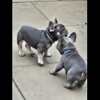 French Bulldog - Dogs