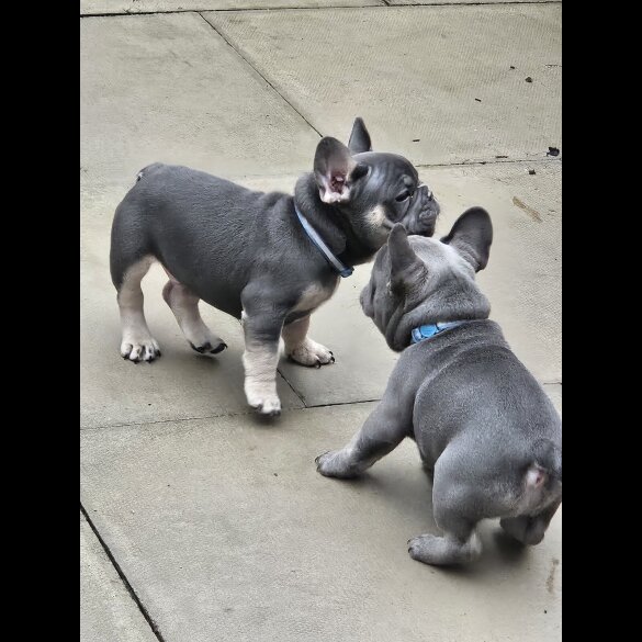 French Bulldog - Dogs