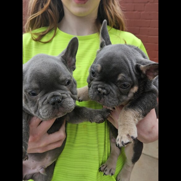 French Bulldog - Dogs