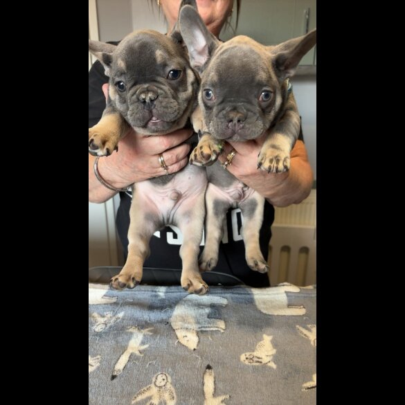 French Bulldog - Dogs