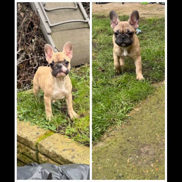 French Bulldog - Both