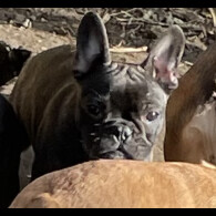 French Bulldog - Dogs