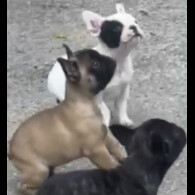 French Bulldog - Dogs