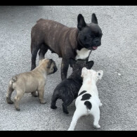 French Bulldog - Dogs