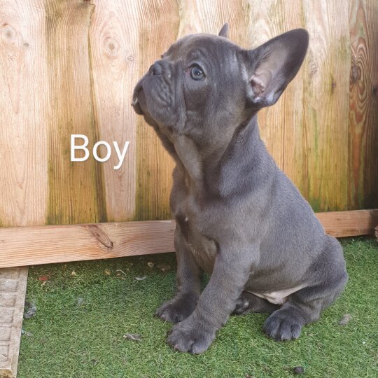 French Bulldog - Dogs