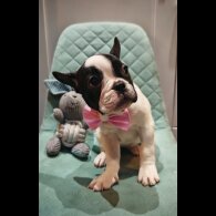 French Bulldog - Both