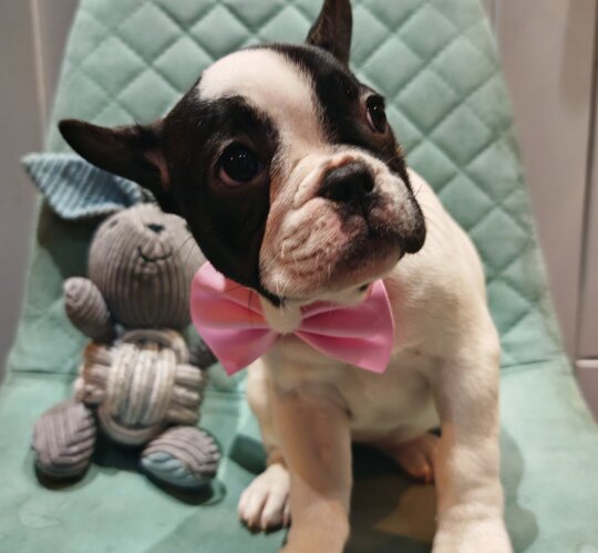 French Bulldog