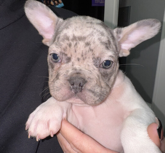 French Bulldog