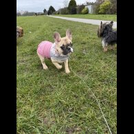 French Bulldog - Both