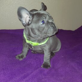 French Bulldog - Dogs