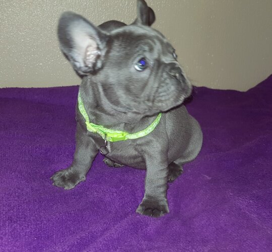 French Bulldog