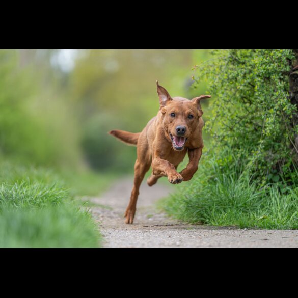 Labrador Retriever