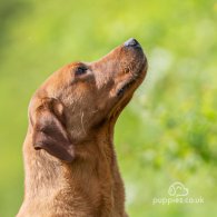 Labrador Retriever