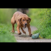 Labrador Retriever