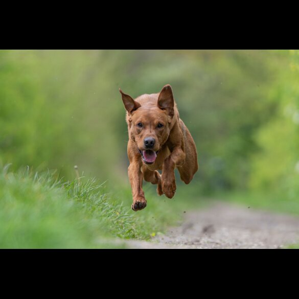 Labrador Retriever