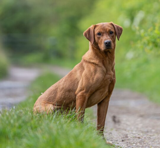 Labrador Retriever