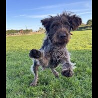 German Pointer - Both