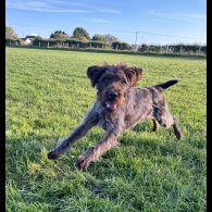 German Pointer - Both