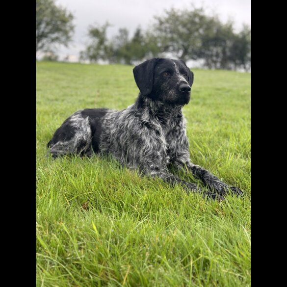 German Pointer - Both