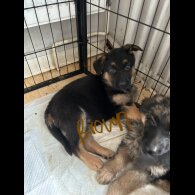 German Shepherd (Alsatian) - Both