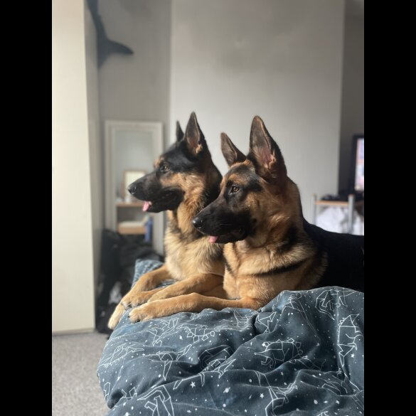 German Shepherd (Alsatian) - Both