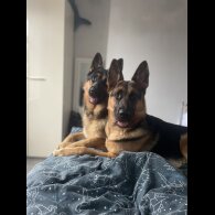 German Shepherd (Alsatian) - Both