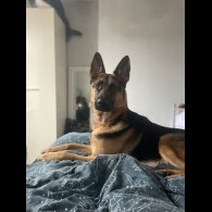 German Shepherd (Alsatian) - Both