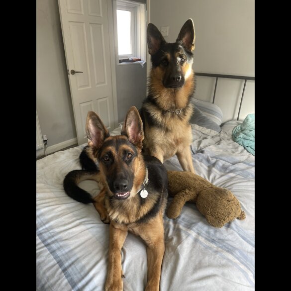 German Shepherd (Alsatian) - Both