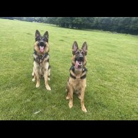 German Shepherd (Alsatian) - Both