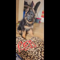 German Shepherd (Alsatian) - Both