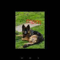 German Shepherd (Alsatian) - Both