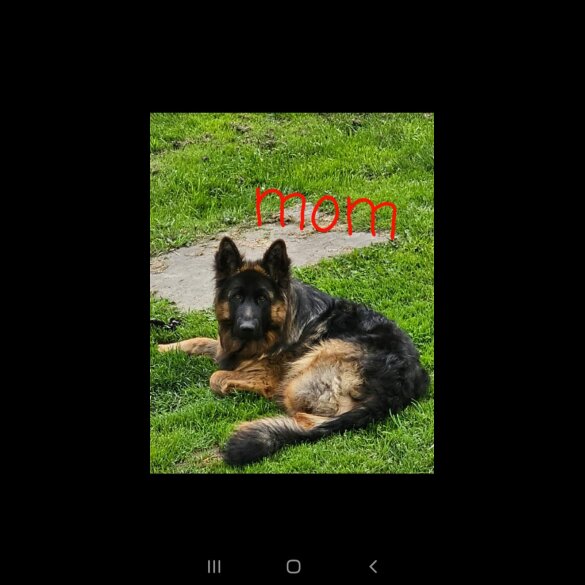 German Shepherd (Alsatian) - Both