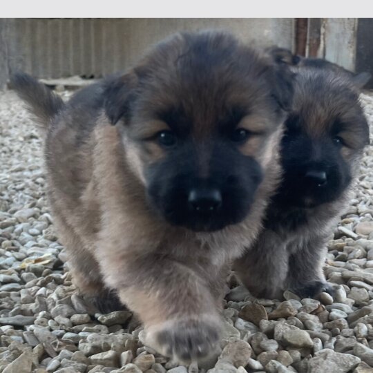 German Shepherd (Alsatian) - Both