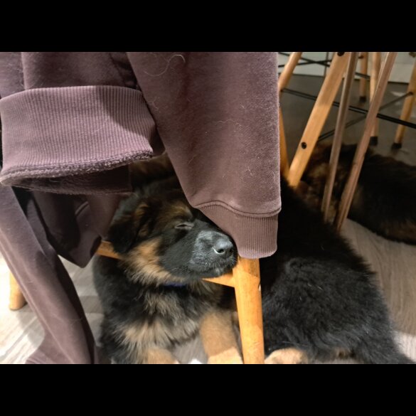 German Shepherd (Alsatian) - Both