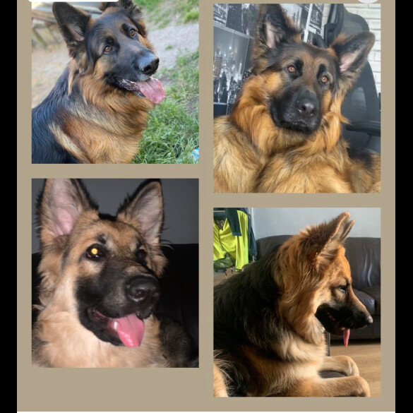 German Shepherd (Alsatian) - Both