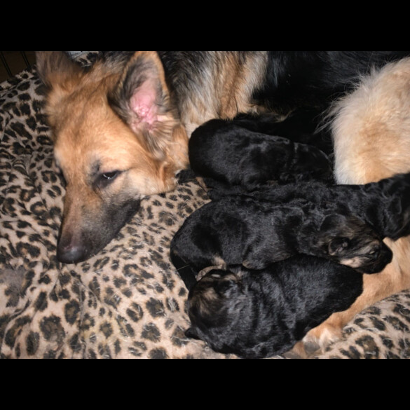 German Shepherd (Alsatian) - Bitches