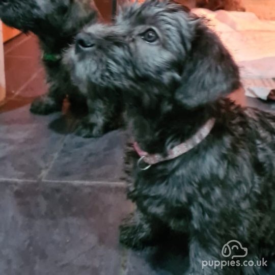 Glen of Imaal Terrier - Both