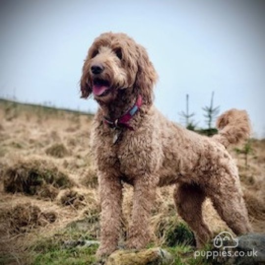 Goldendoodle - Both